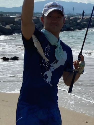 キスの釣果