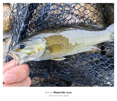 スモールマウスバスの釣果