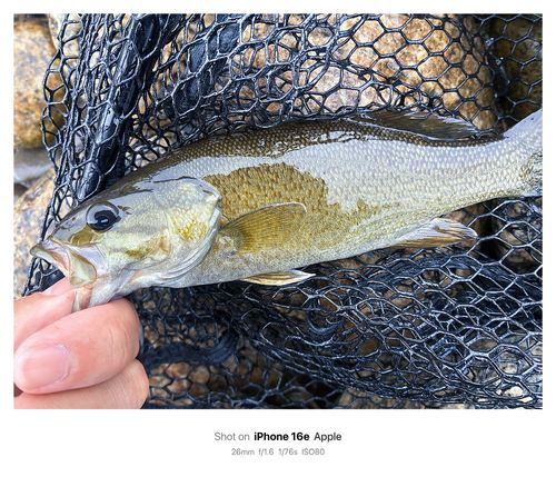 スモールマウスバスの釣果