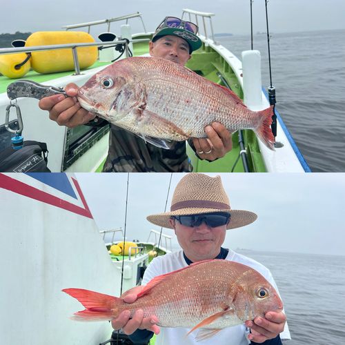 マダイの釣果