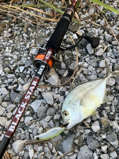 メッキの釣果