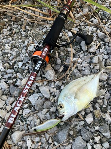 メッキの釣果