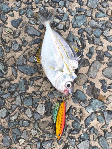 ヒイラギの釣果