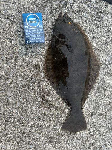 ヒラメの釣果