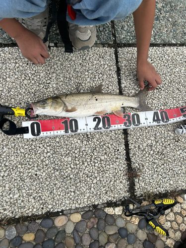 ウグイの釣果
