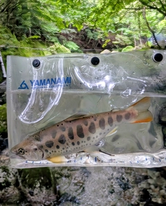 ヤマメの釣果