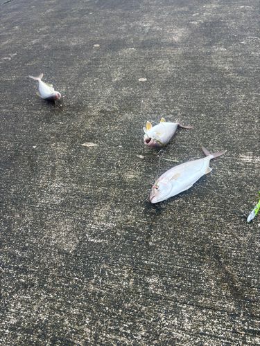 ショゴの釣果