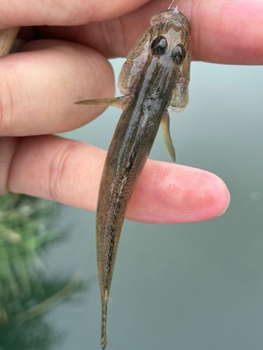ハゼの釣果