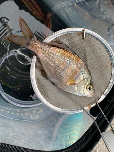 マタナゴの釣果