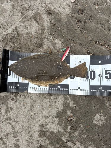 ヒラメの釣果