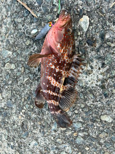 アコウの釣果