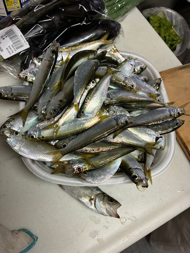 サッパの釣果