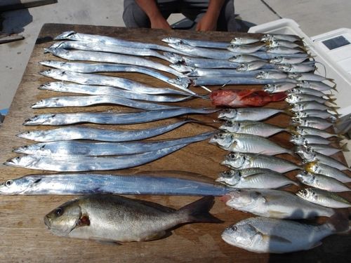 タチウオの釣果