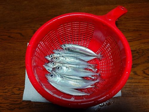 サバの釣果