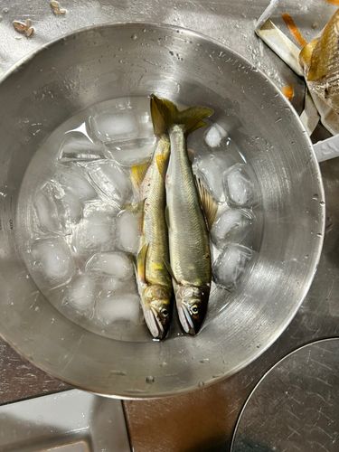 アユの釣果