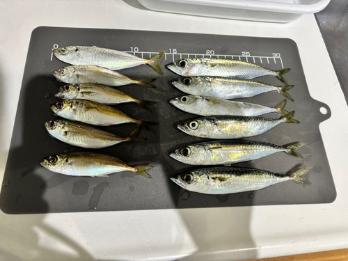 アナゴの釣果