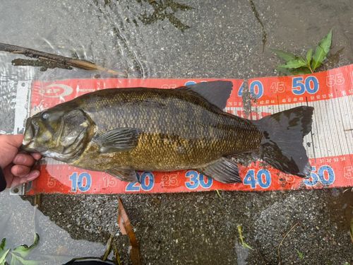 スモールマウスバスの釣果