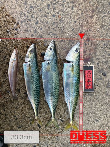 サバの釣果