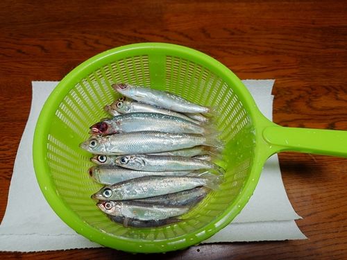 イワシの釣果