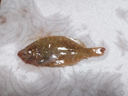 ヒラメの釣果
