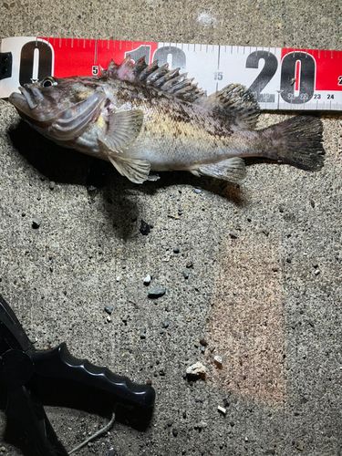 クロソイの釣果