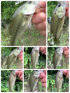 ラージマウスバスの釣果