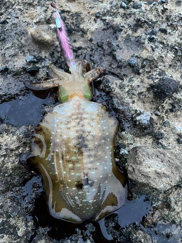 アオリイカの釣果