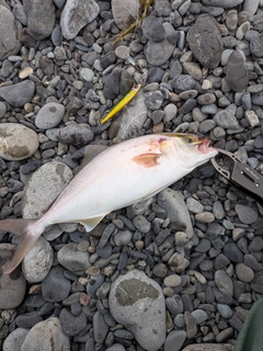 ショゴの釣果