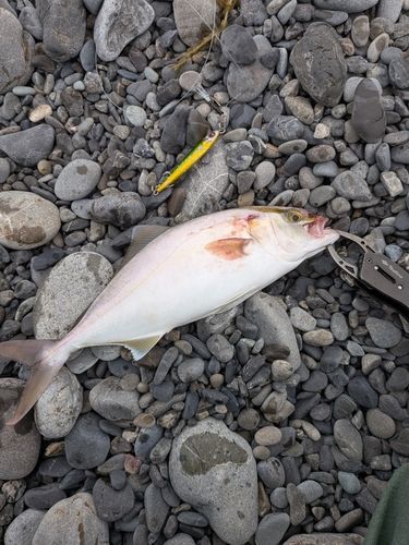 ショゴの釣果