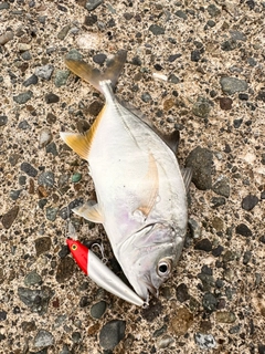 メッキの釣果