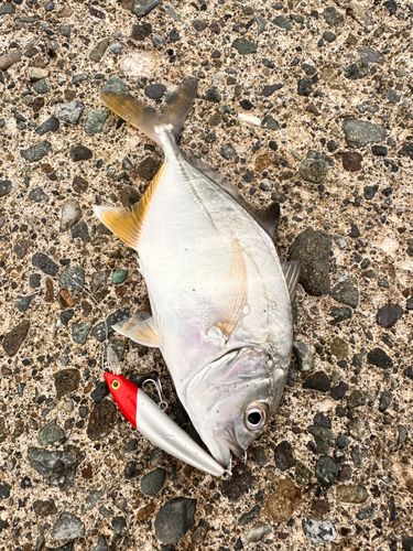 メッキの釣果