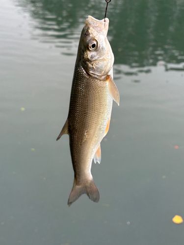 ウグイの釣果