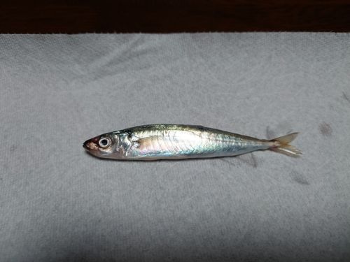 ムロアジの釣果