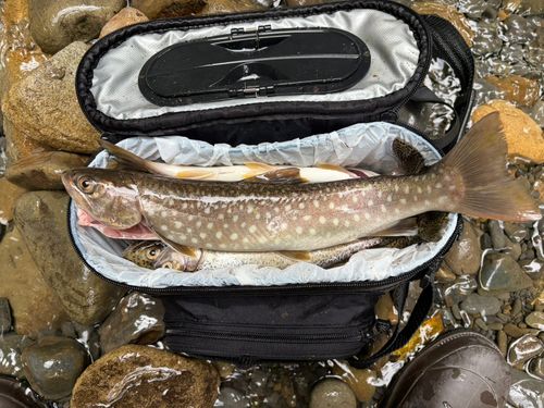イワナの釣果