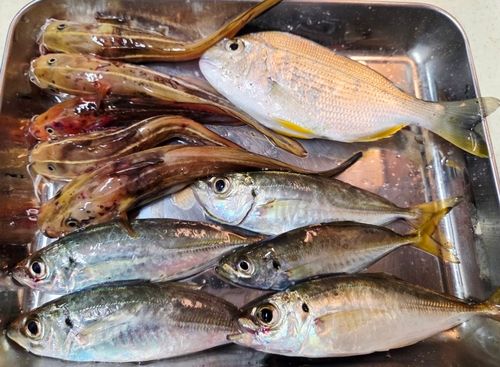 アジの釣果