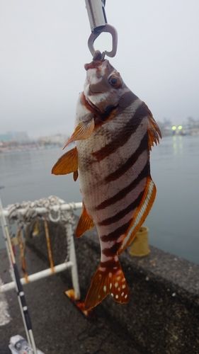 アイゴの釣果