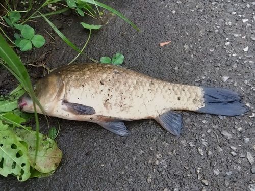 フナの釣果