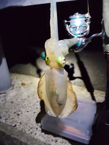 アオリイカの釣果