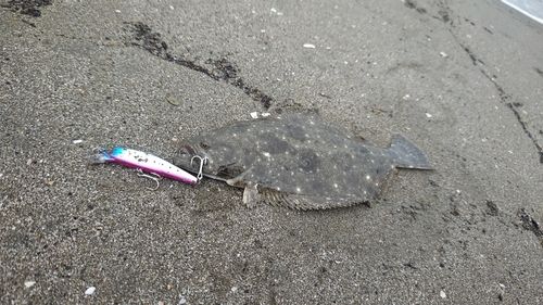 ヒラメの釣果
