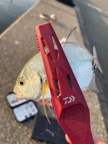 メッキの釣果