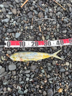 シイラの釣果