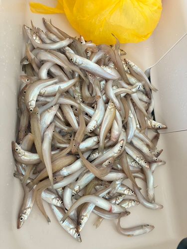 シロギスの釣果