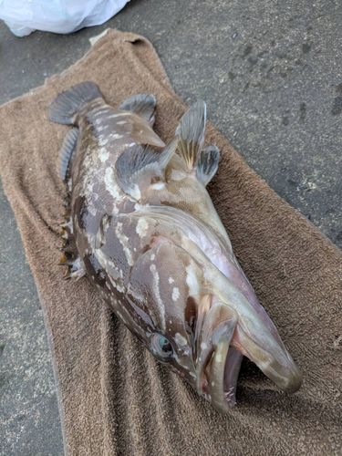 クエの釣果