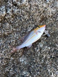 イトフエフキの釣果