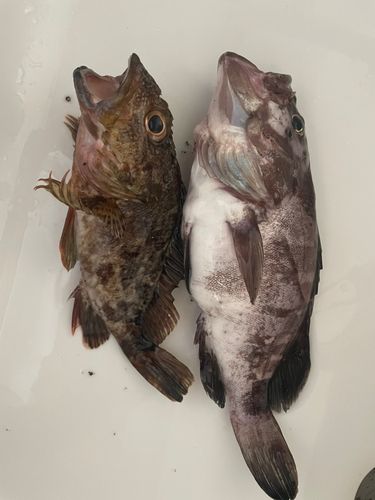 マハタの釣果