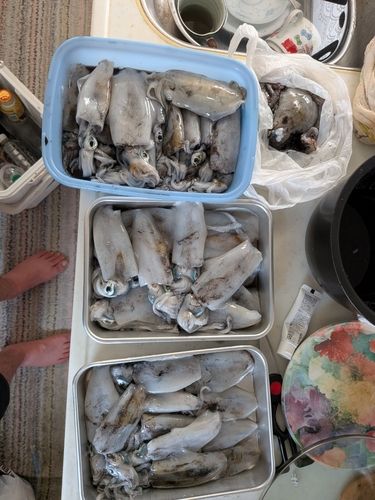 アオリイカの釣果