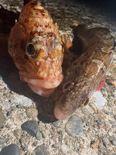カサゴの釣果