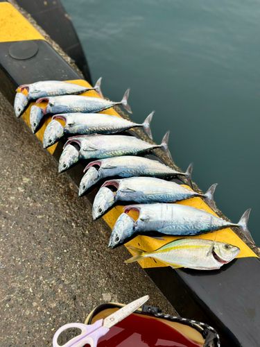 ソウダガツオの釣果