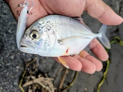 メッキの釣果