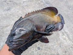 アオノメハタの釣果